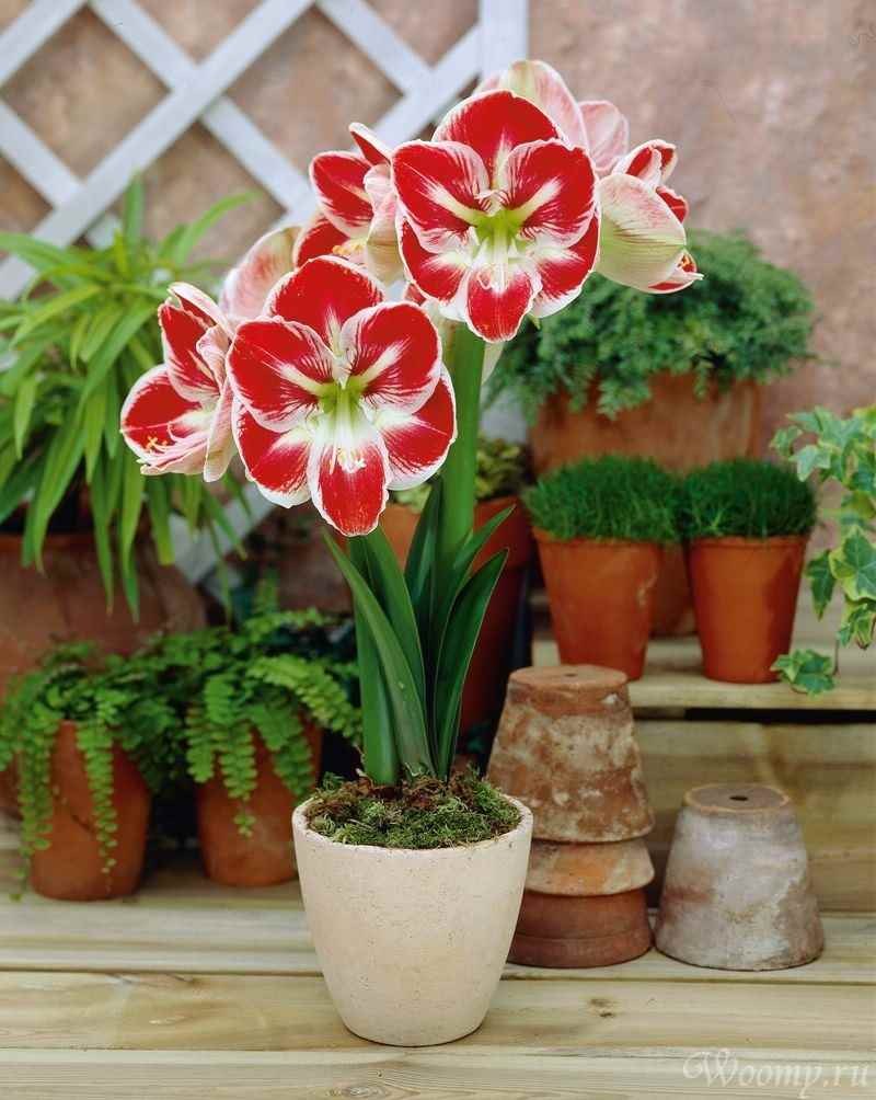 Комнатные цветы амариллис