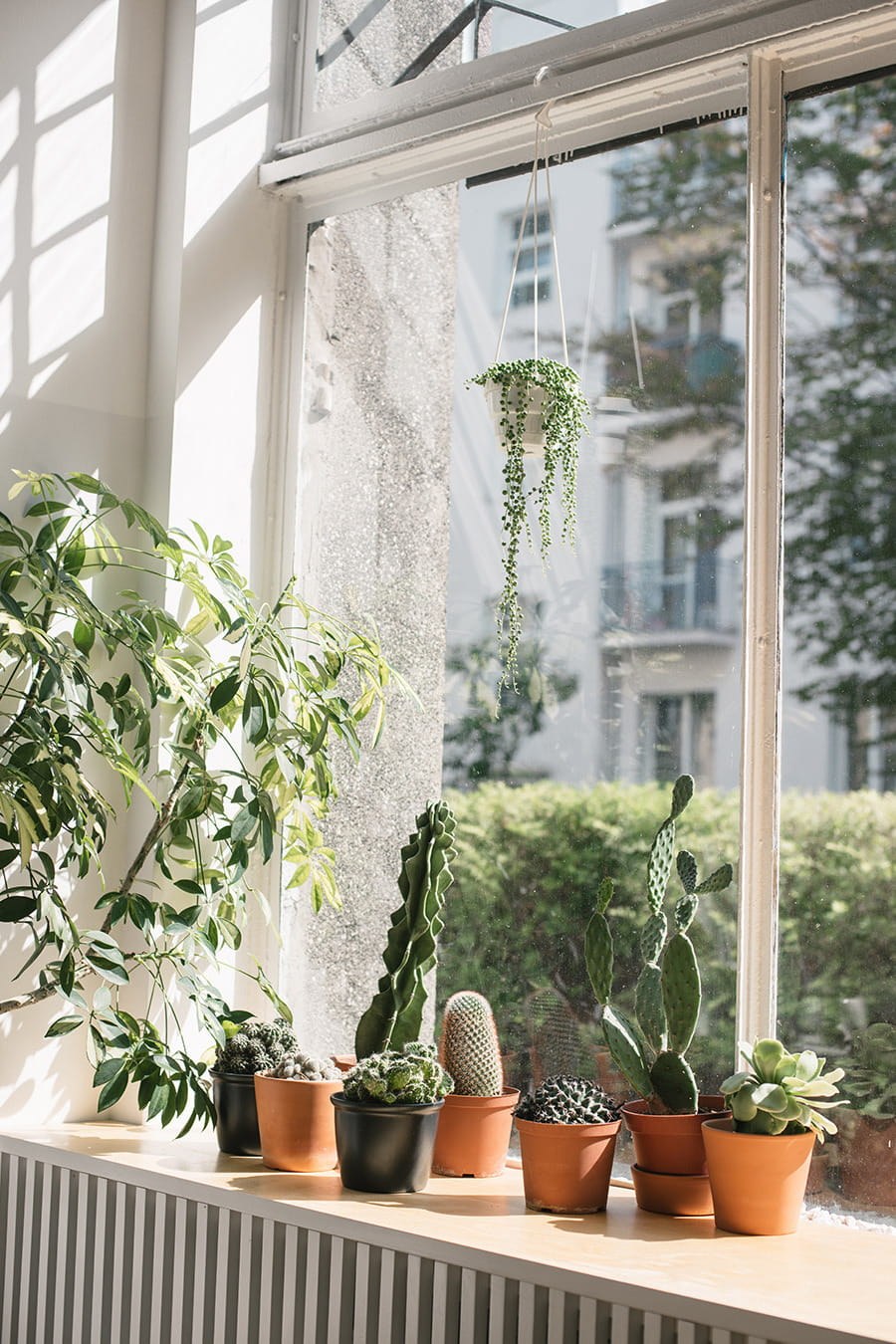 Спатифиллум бонсай