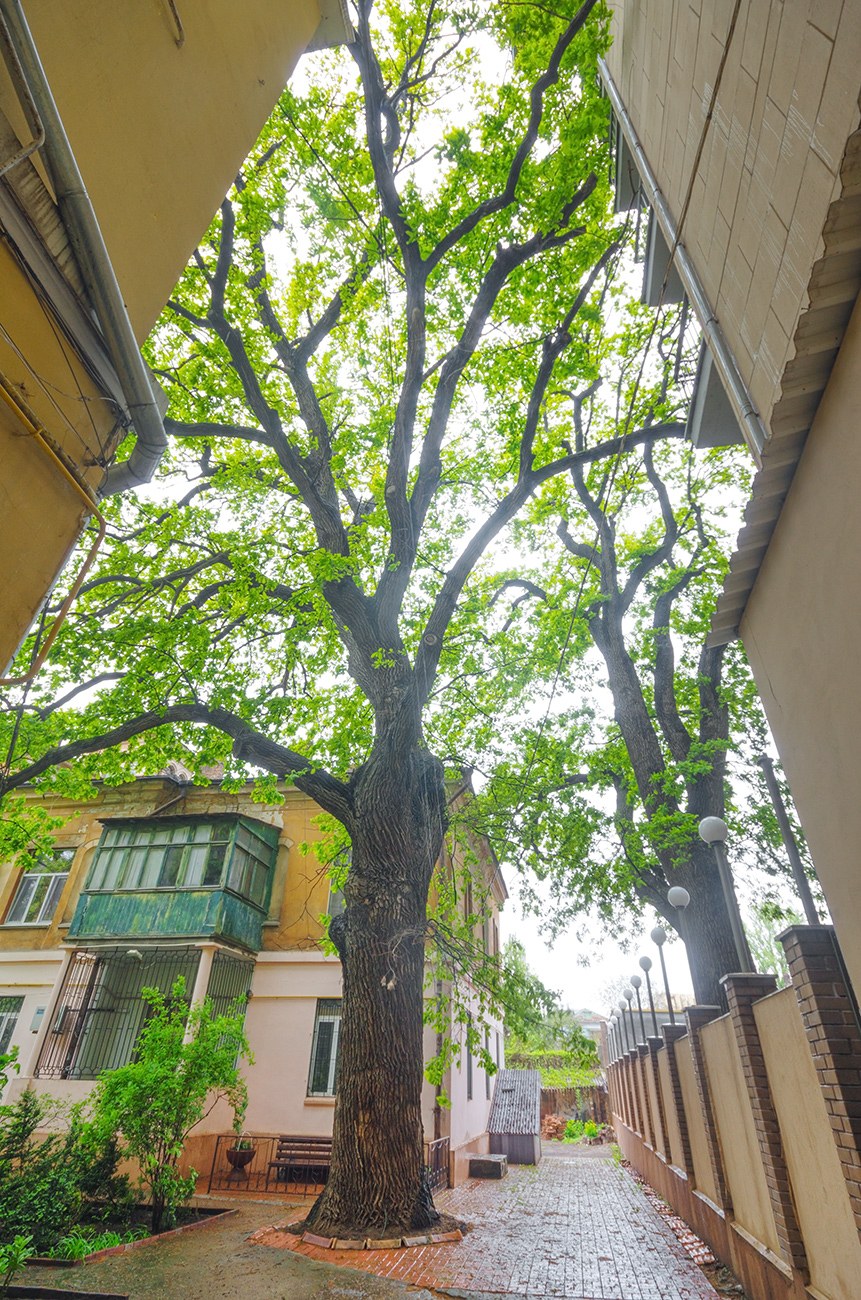 Дом кверкус (46 фото)