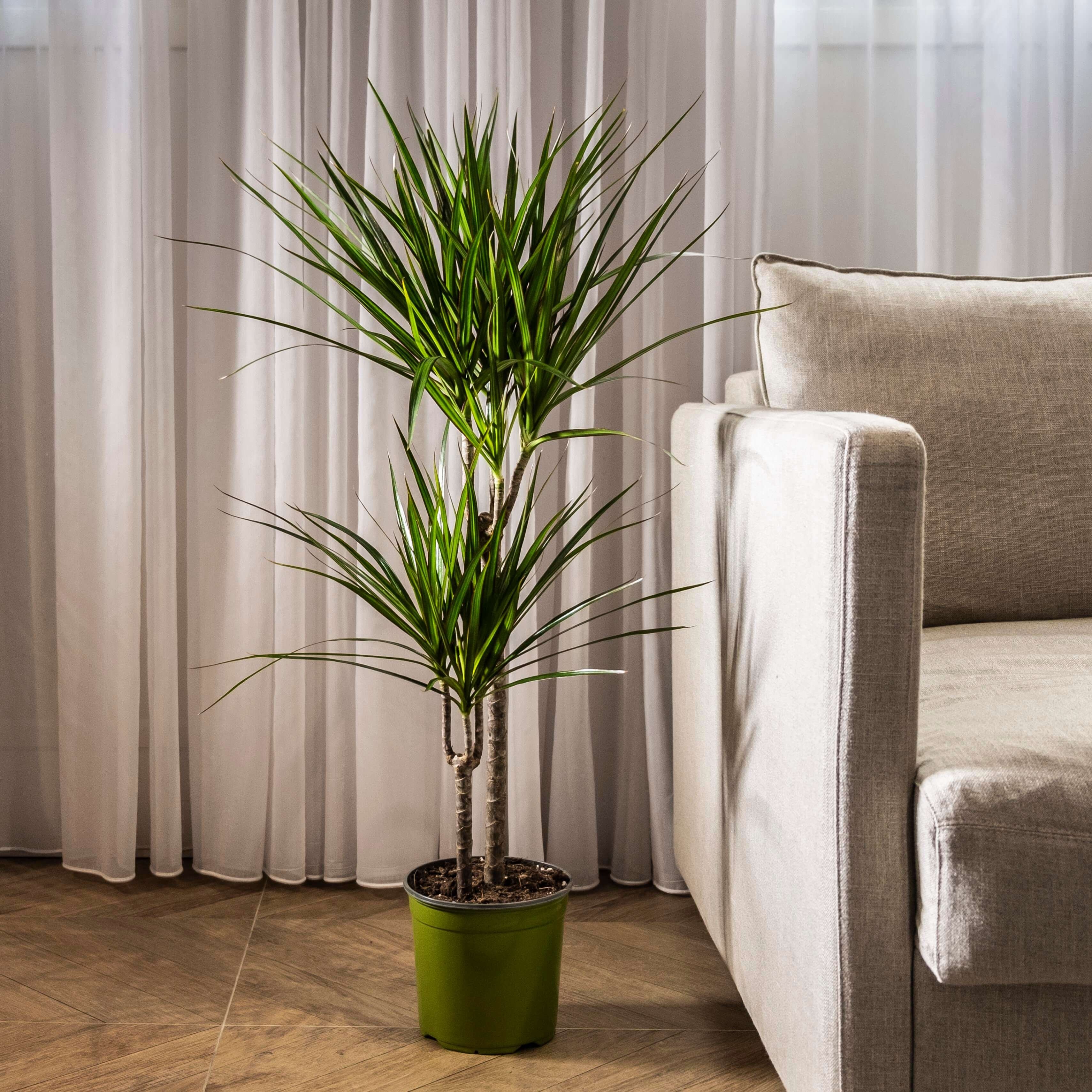 Лучшие напольные растения для квартиры (35 фото) - красивые картинки и HDфото