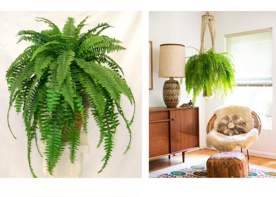 Калатея в интерьере квартиры