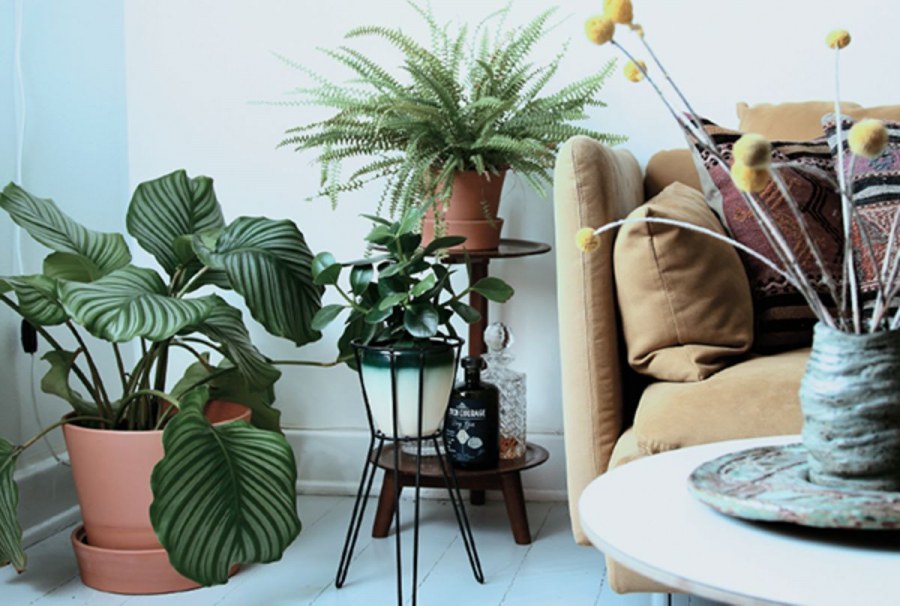 Украшение квартиры комнатными цветами