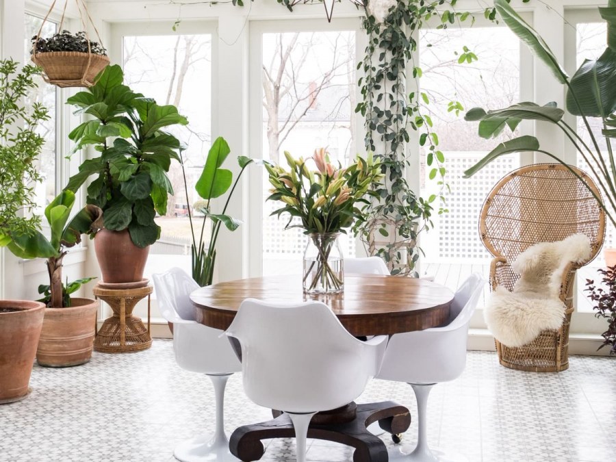 Комнатные растения геометрия