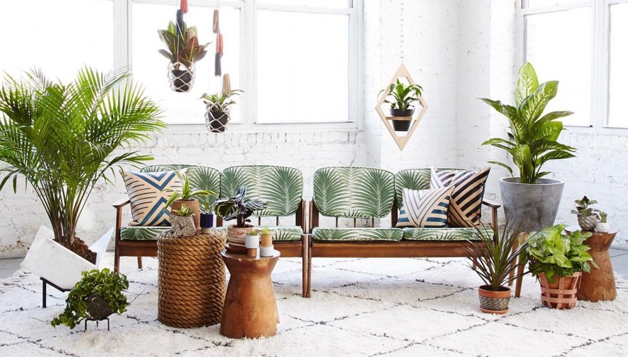 Живые цветы комнатные в твоем доме