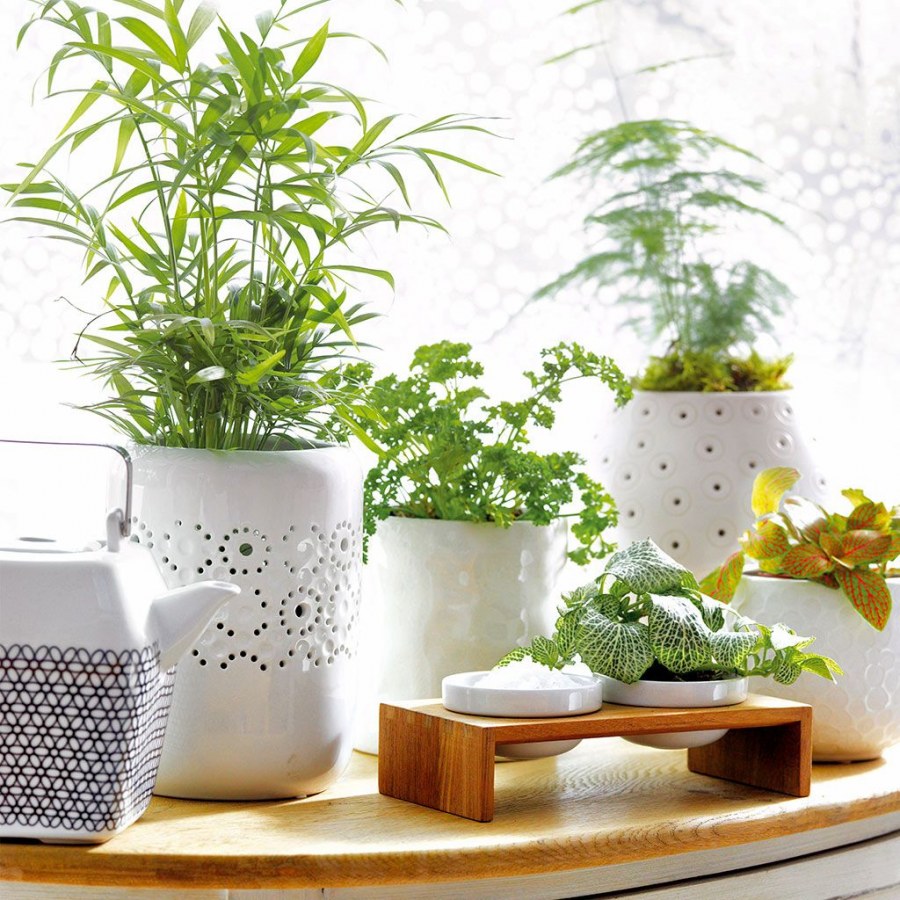 Растения в скандинавском стиле