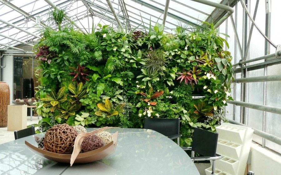 Комнатные растения в вашем доме