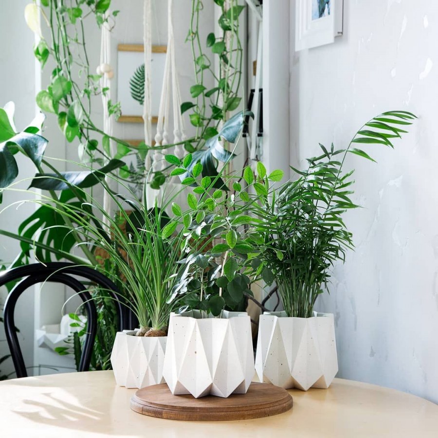 Цветы в интерьере