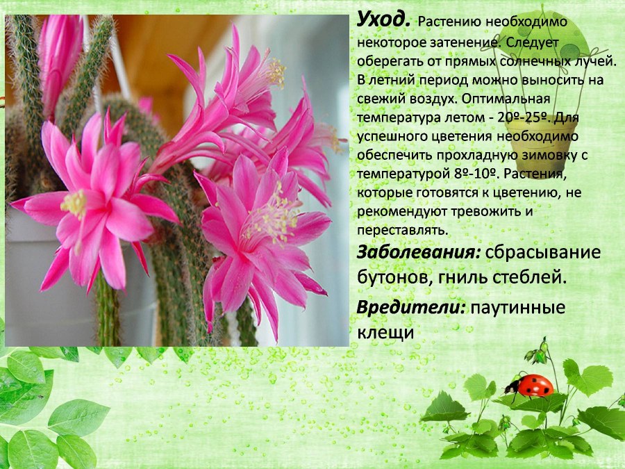 Салатовое кашпо в интерьере дома