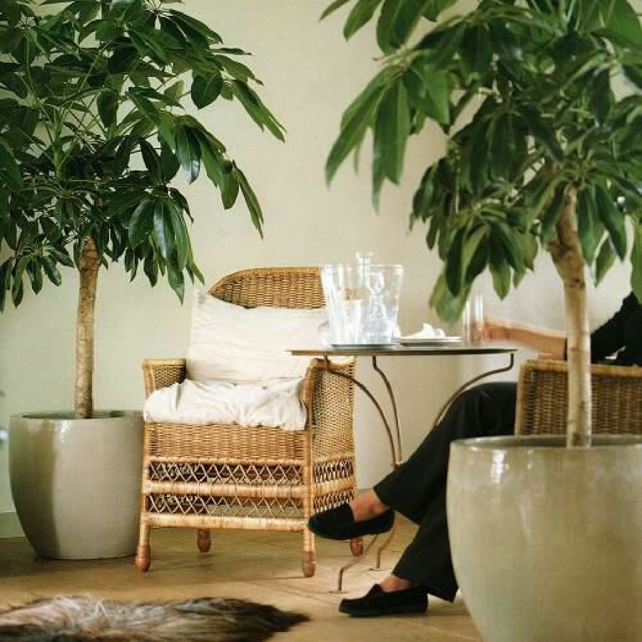 Комнатные растения в интерьере маленькой квартиры