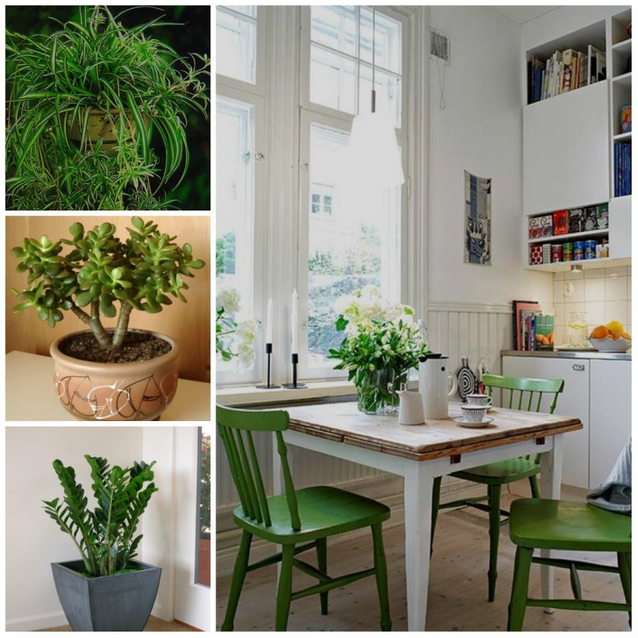 Украшение гостиной комнатными цветами