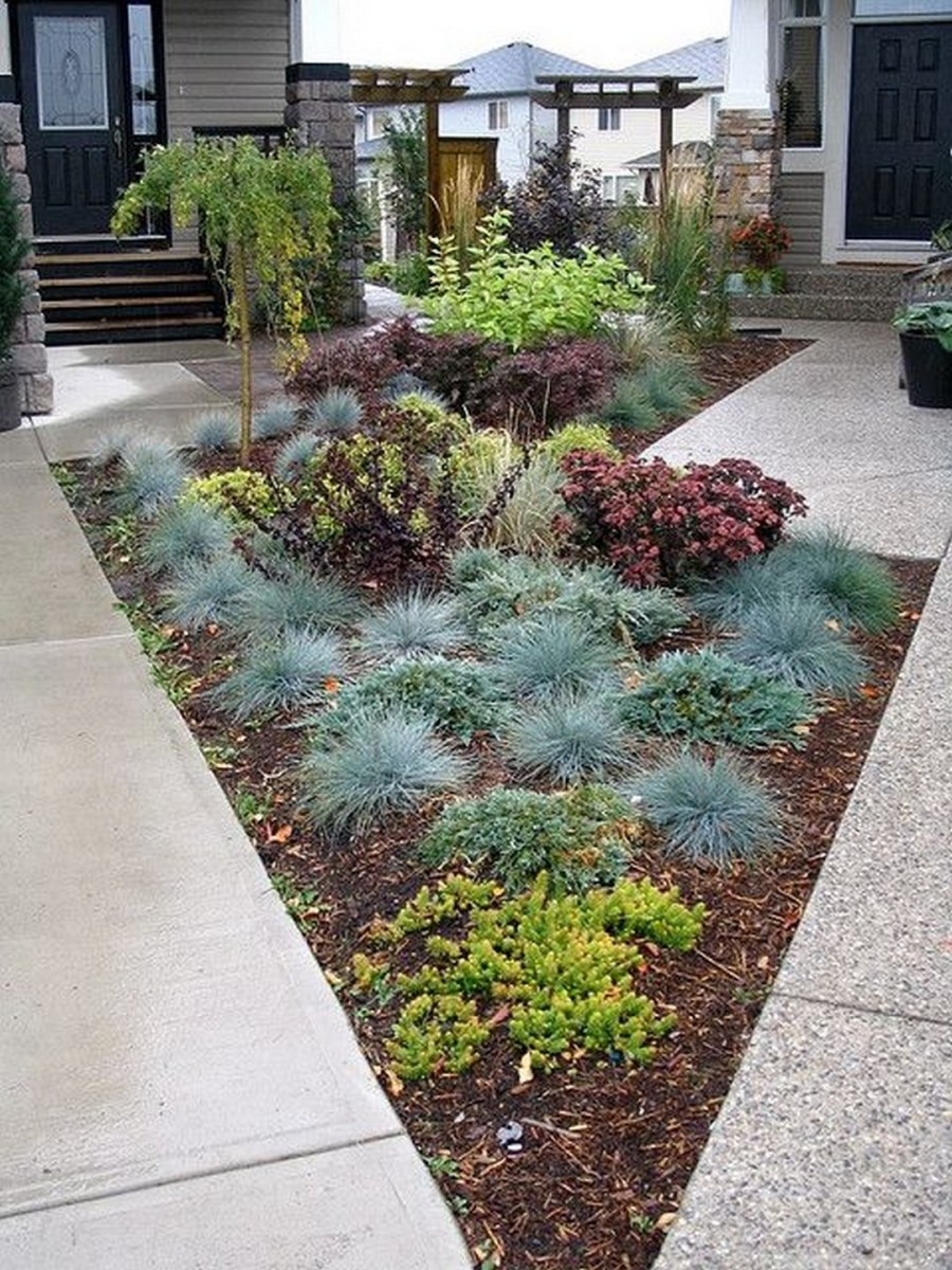 Можжевельники Хоста спирея