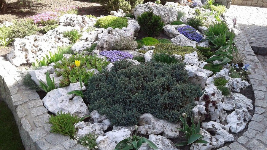 Камнеломки очитки молодило