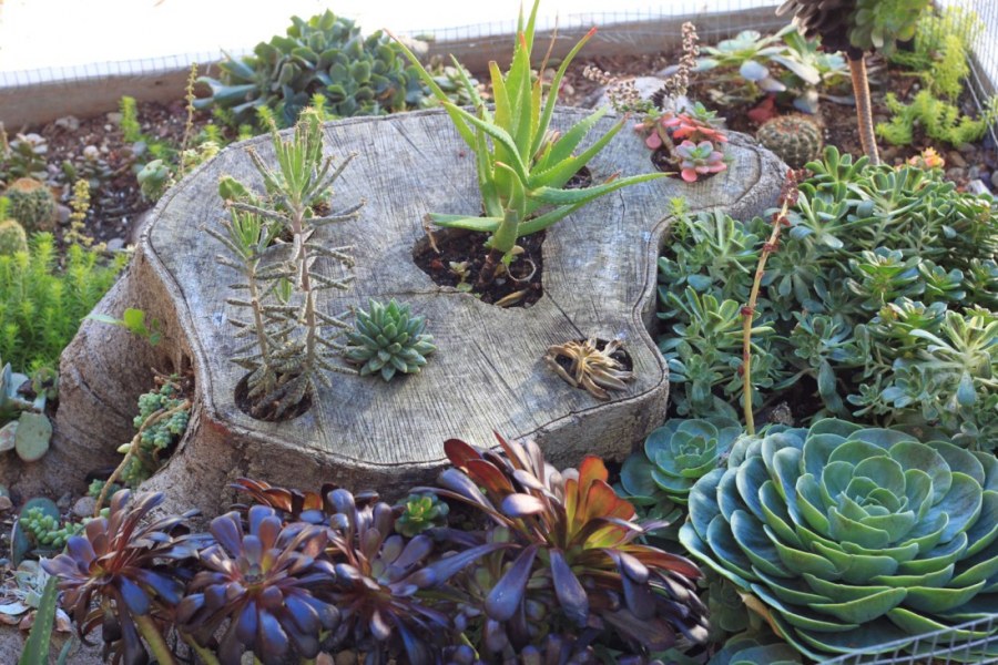 Очиток Плам даззлед