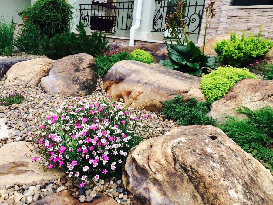 Суккуленты каменная роза Альпийская горка