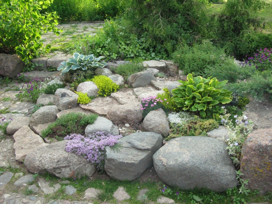 Барбарис на альпийской Горке