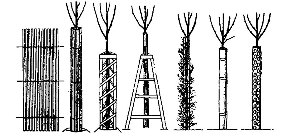 Ограждение для саженцев деревьев