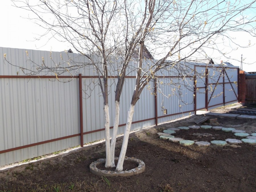 Деревянные ограждения для деревьев и кустов