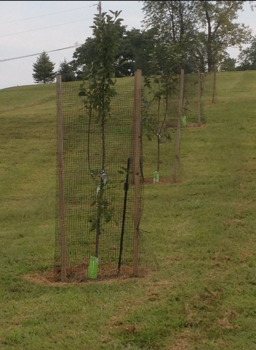 Каркас для укрытия рододендронов
