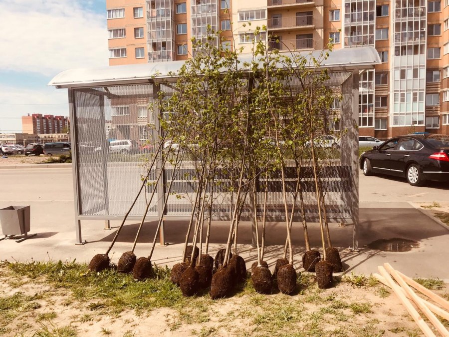 Ограждение для деревьев на зиму