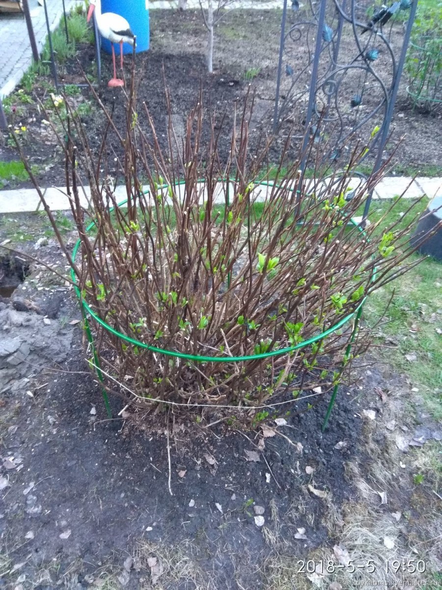 Ограждение для кустарников