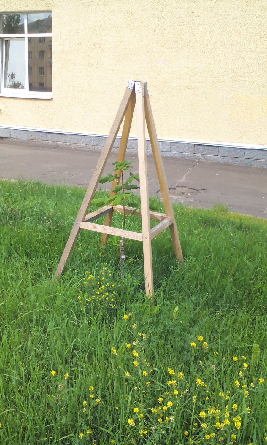 Ограждение для молодых деревьев