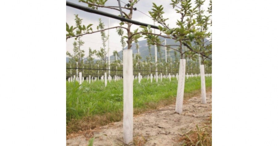 Ограждение для молодых деревьев