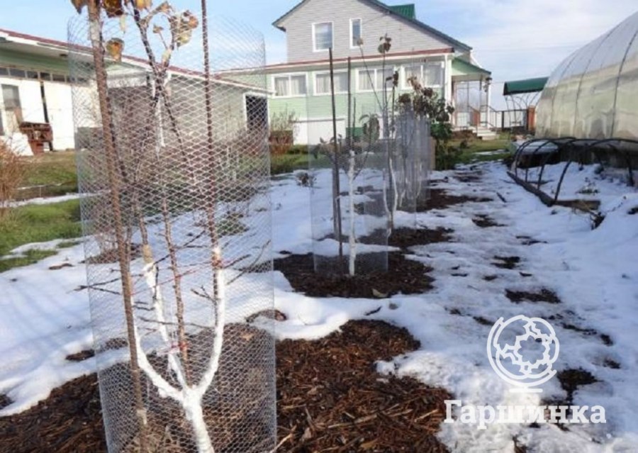 Саженцы деревья в плитке