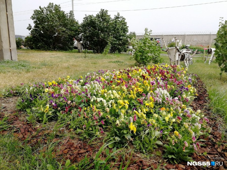 Облагороженный двор дома