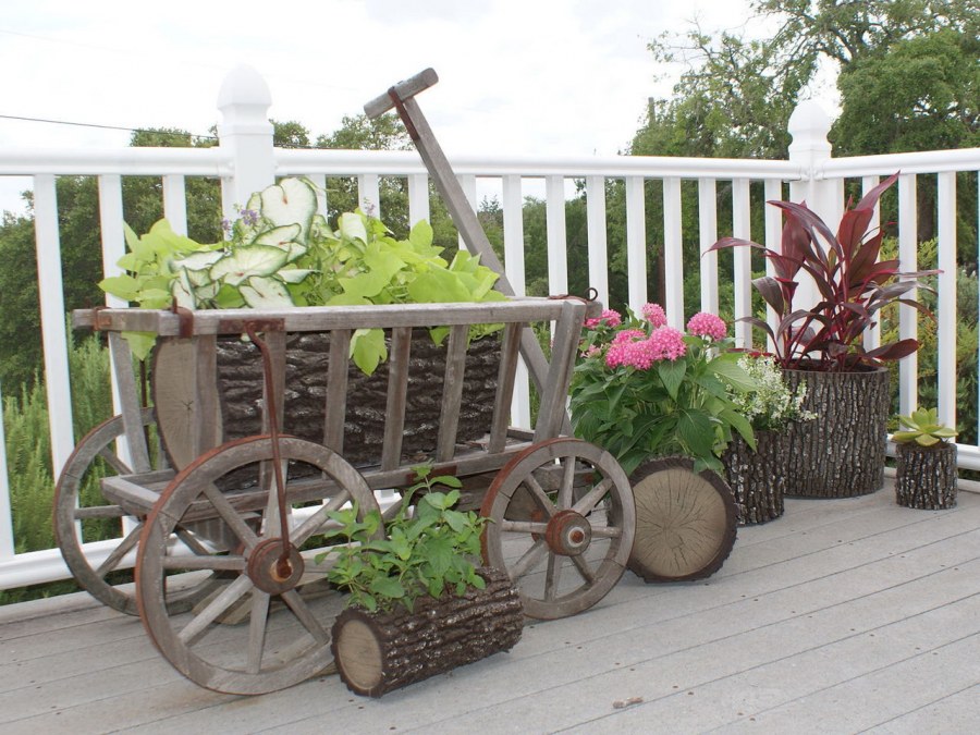 Морковное дерево