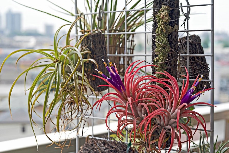 Tillandsia oaxacana