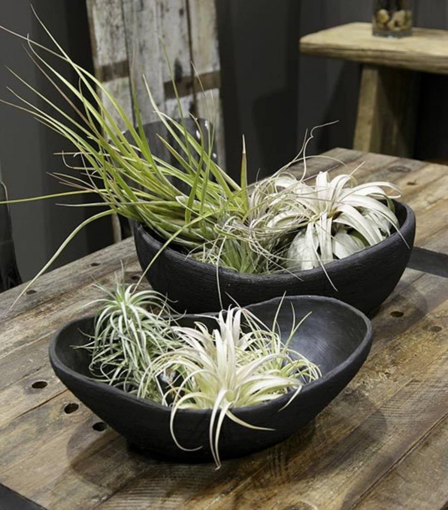 Tillandsia атмосферная