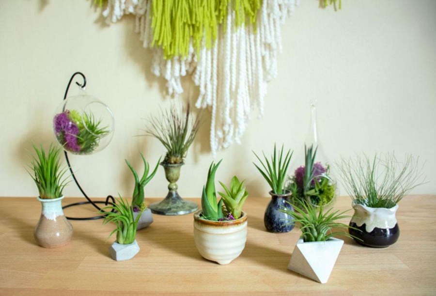 Tillandsia Joel (ionantha & bulbosa)