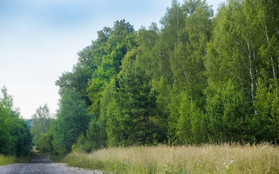 Починки д. Егорьевский район пшеница