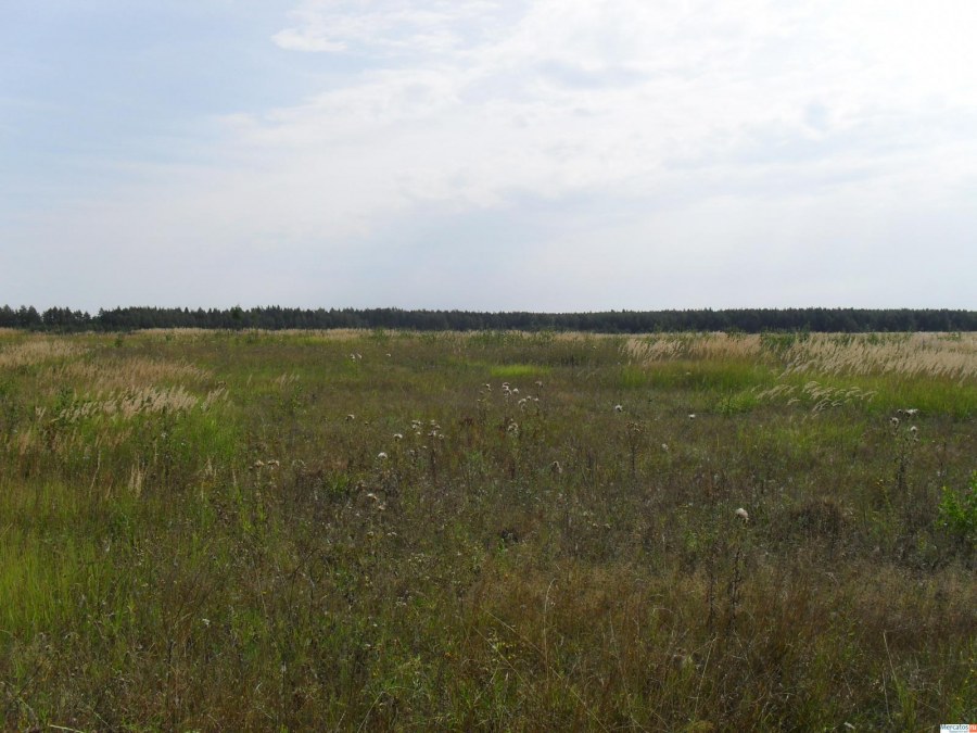 Деревня Починки