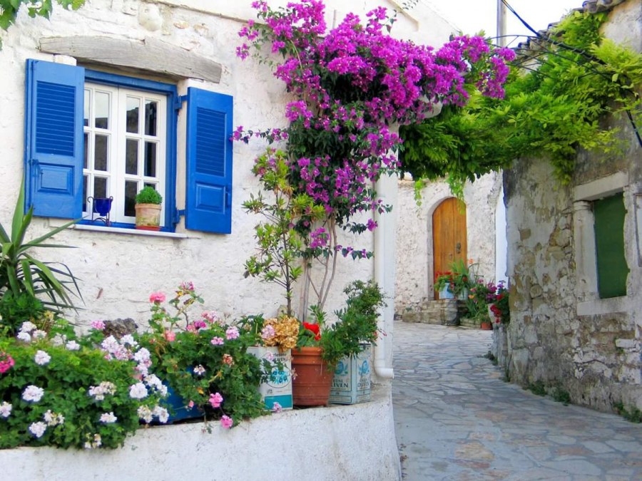 Бугенвиллия на Санторини