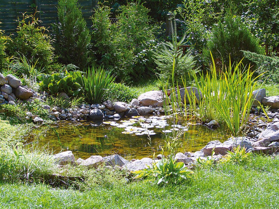 Хвойные возле пруда