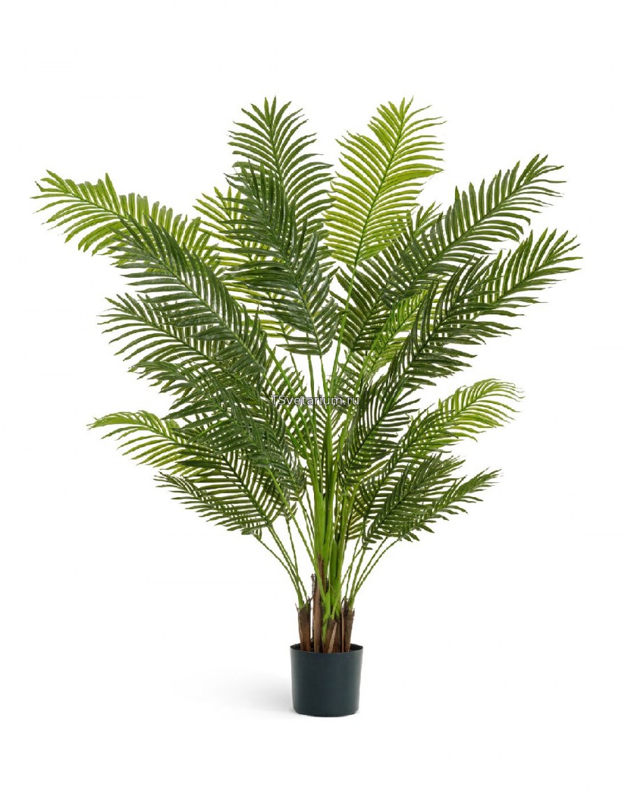 Хризалидокарпус Lechuza