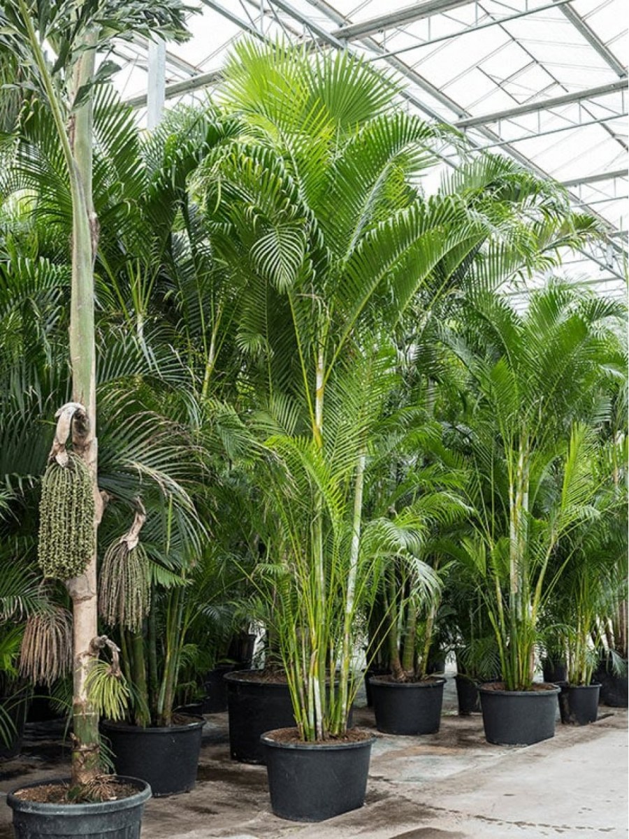 Дерево искусственное "Пальма"