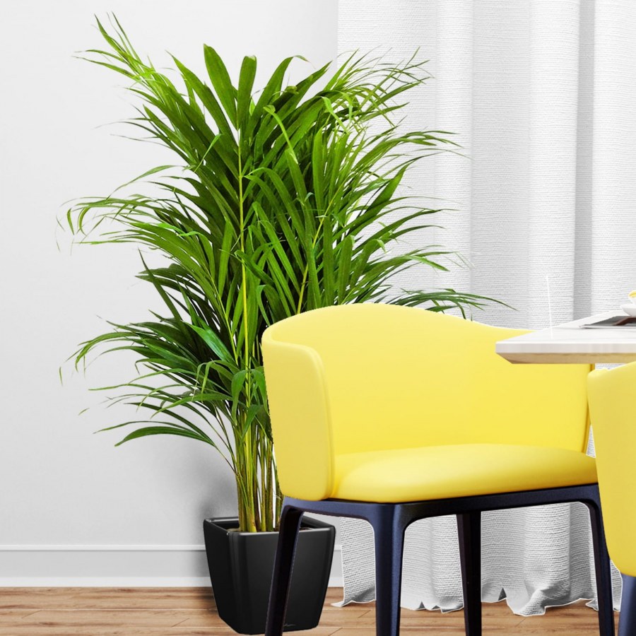 Пальма Арека Хризалидокарпус