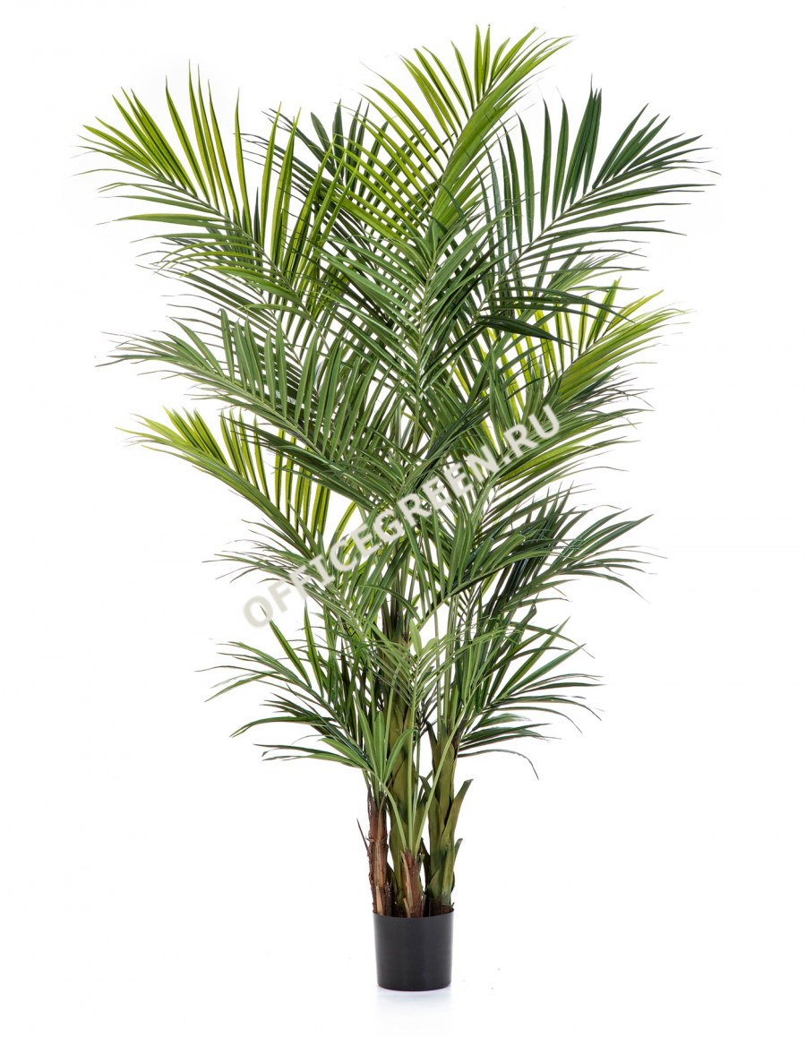 Хризалидокарпус Дипсис