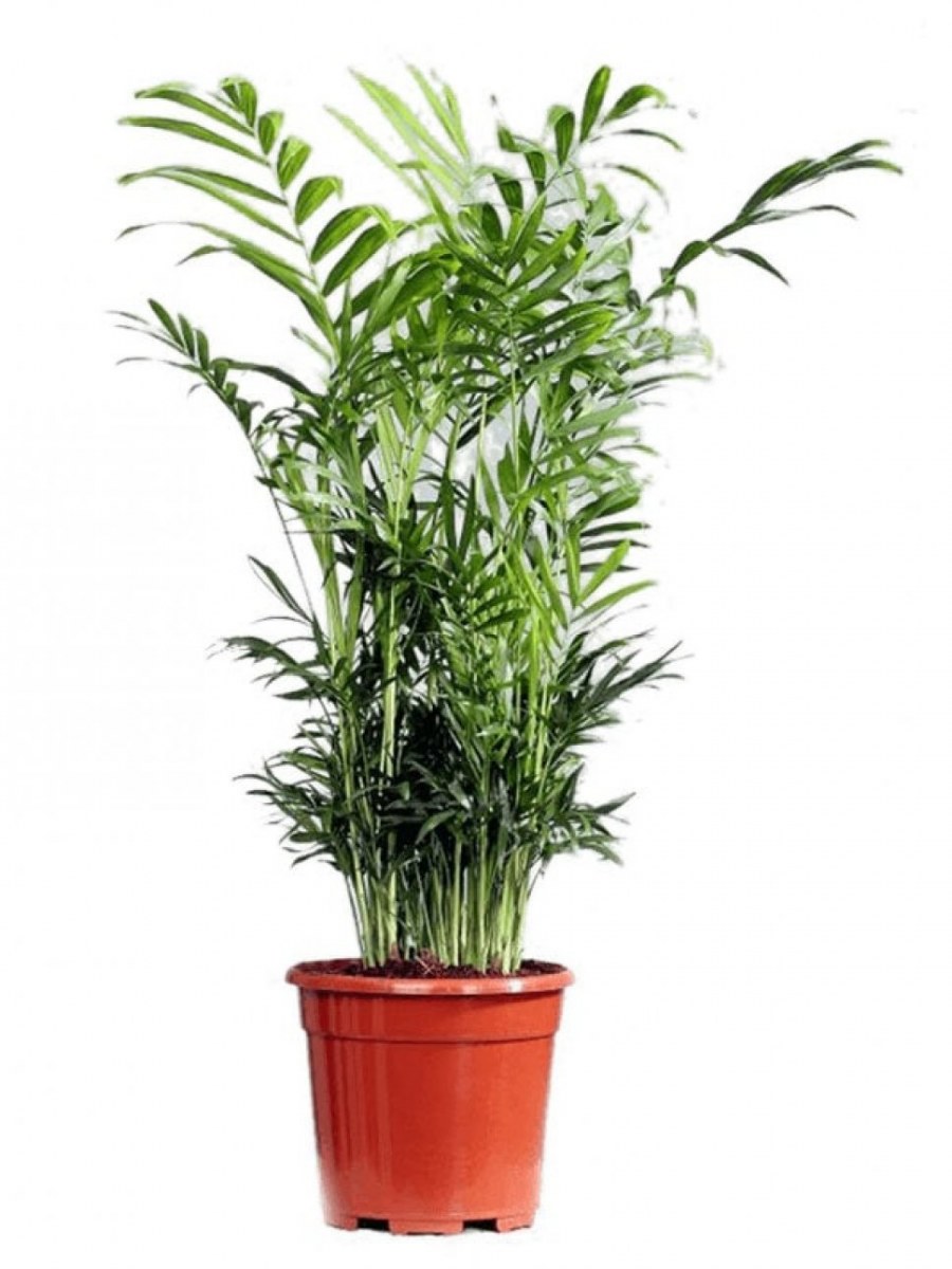 Тростниковая Пальма хамедорея