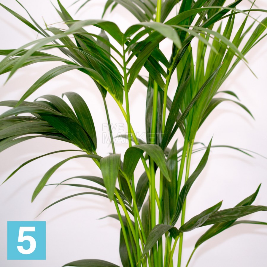 Пальма Арека Хризалидокарпус