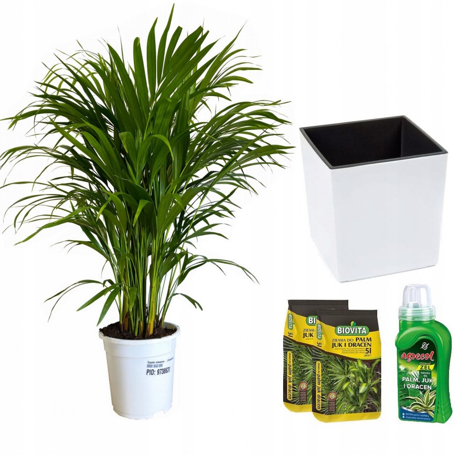 Пальма Кентия Ховея