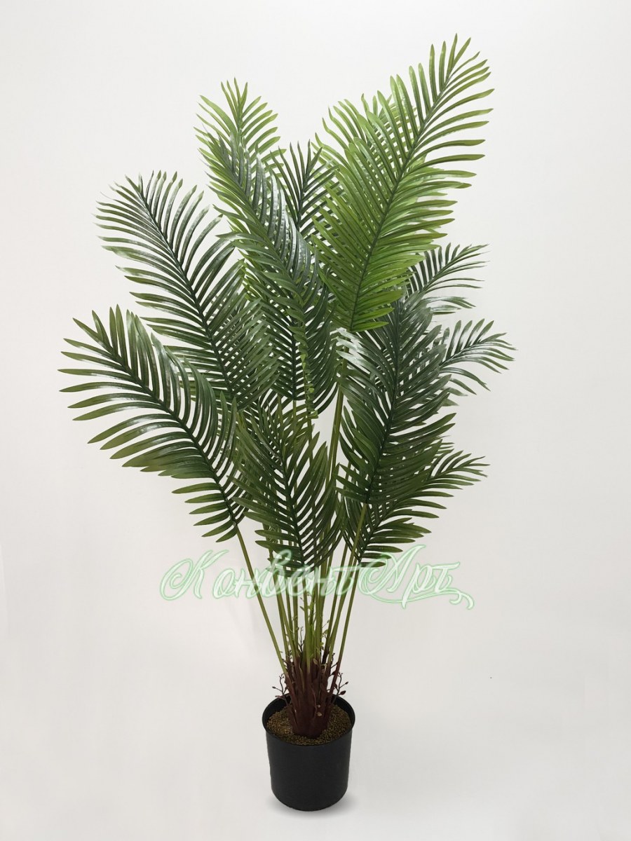 Хамедорея Элеганс