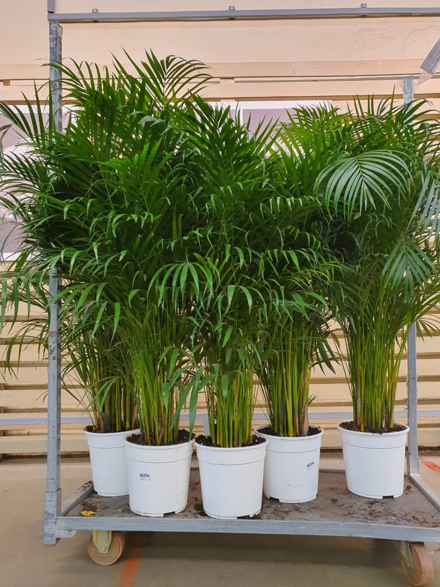 Пальма Арека Хризалидокарпус