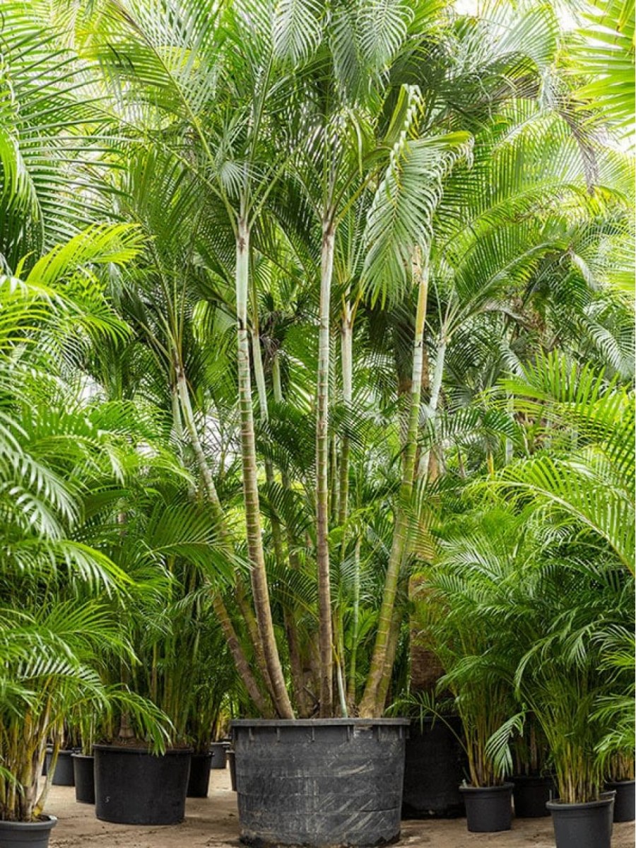 Ховея купить