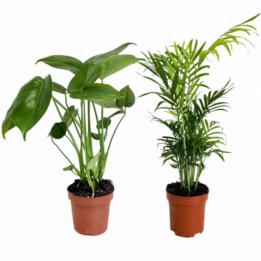 Пальма Арека Хризалидокарпус