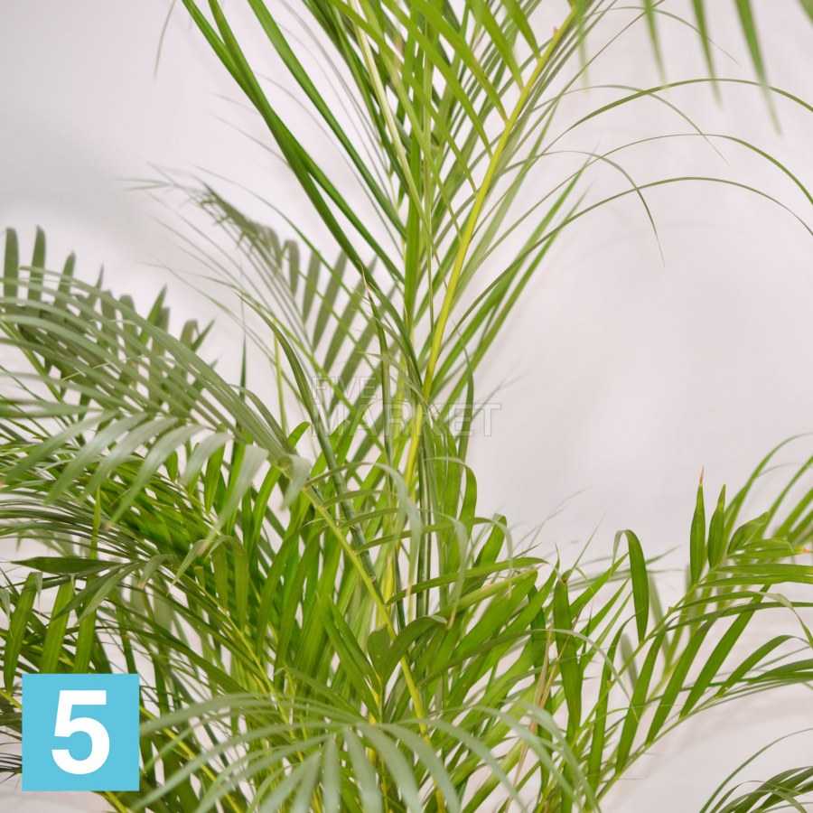 Арека Хризалидокарпус