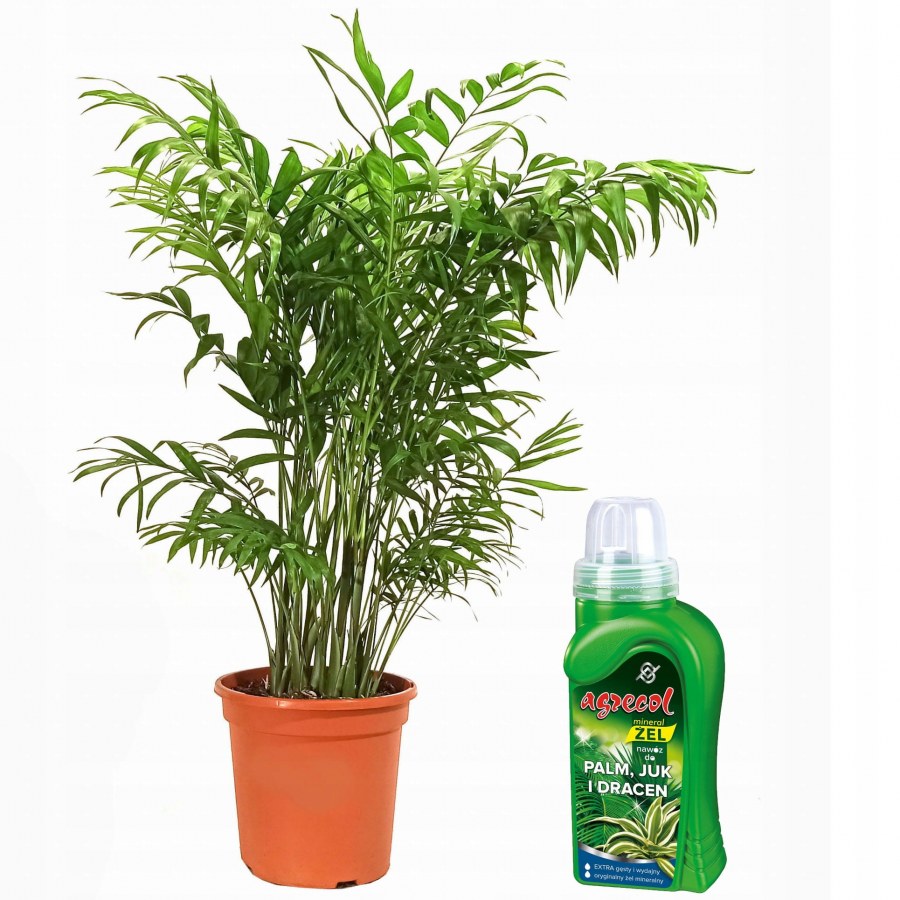 Хризалидокарпус Дипсис