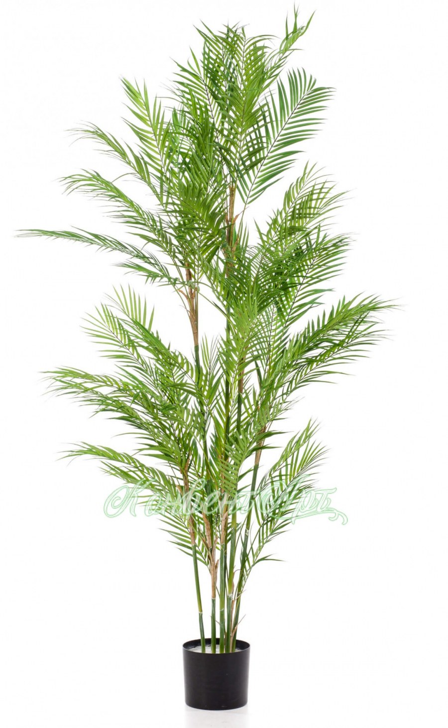 Пальма Арека